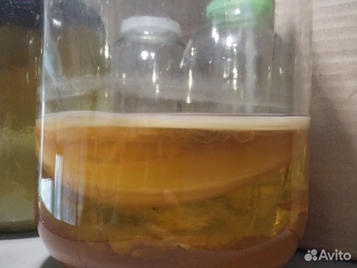 Чайный гриб