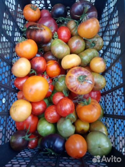 Семена томатов (16 сортов) часть 3