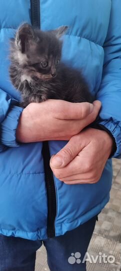 Котята в добрые руки бесплатно