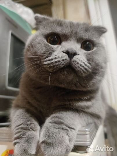 Шотландский кот бесплатно