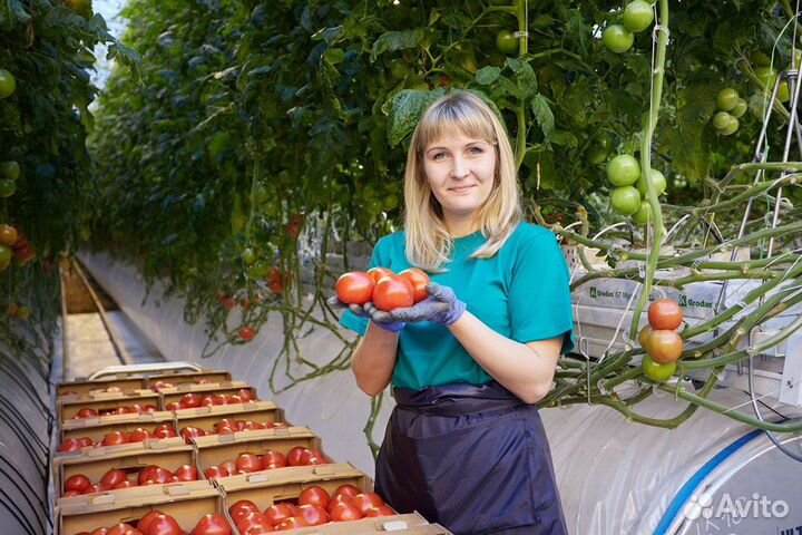 Вахта Москва Агрокомплекс Сбор урожая Проживание