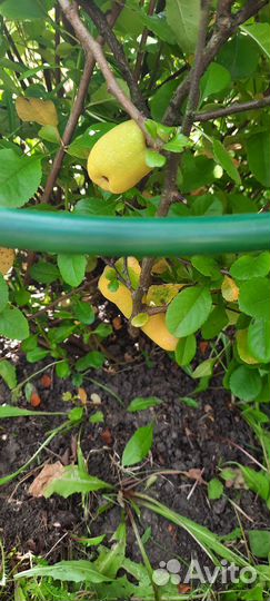 Айва японская хеномелес