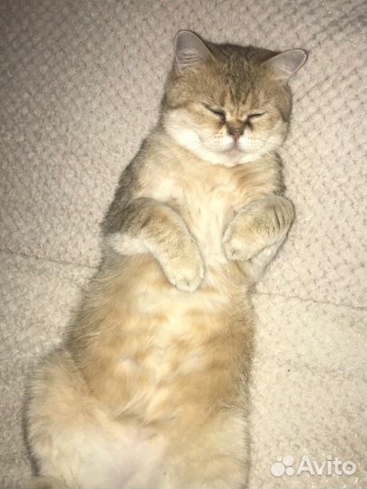Кошка золотая шиншилла