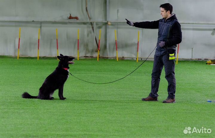 Профессиональная дрессировка собак (+выезд)