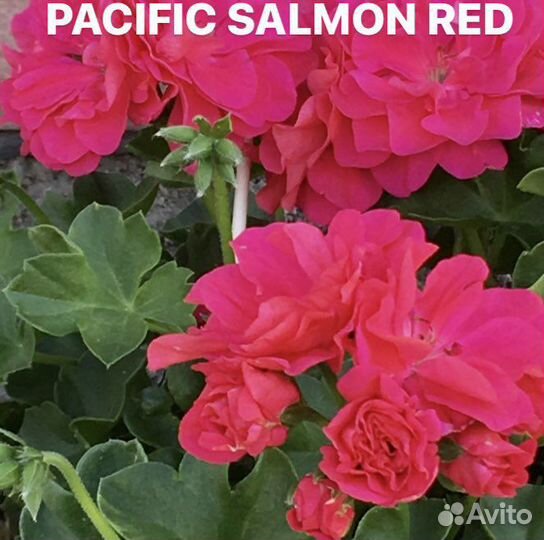 Укорененные черенки пеларгоний