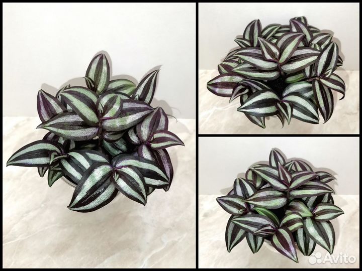 Tradescantia Zebrina Violet Hill