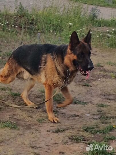 Немецкая овчарка вязка