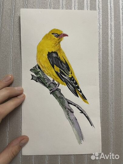 Картина акварелью «Иволга»