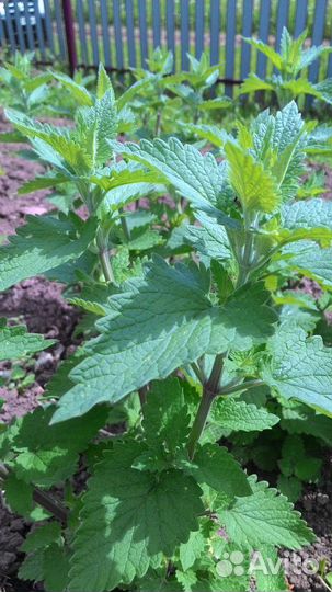 Мята, мелисса, душица на посадку кустики