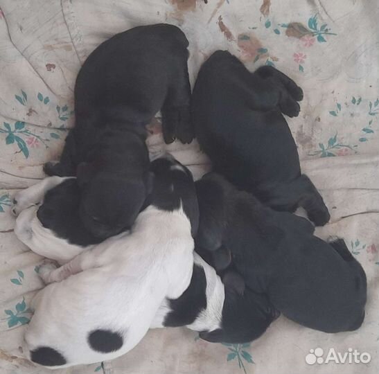 Русский спаниель