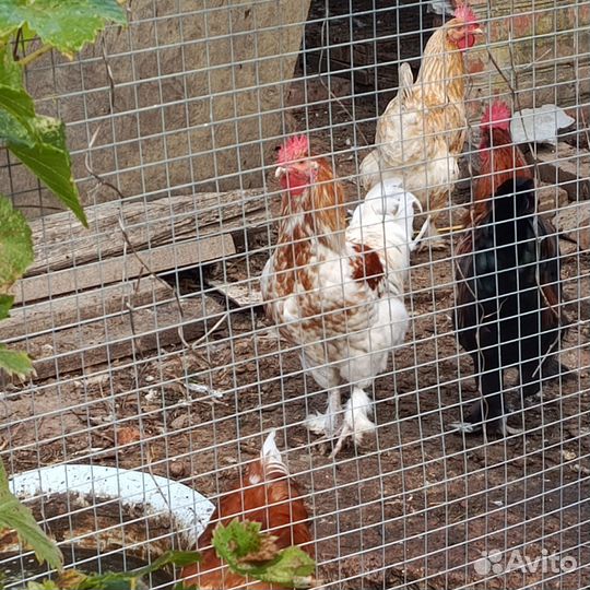 Молодые петухи