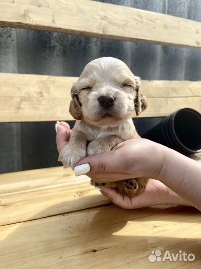 Щенки английского кокер спаниеля