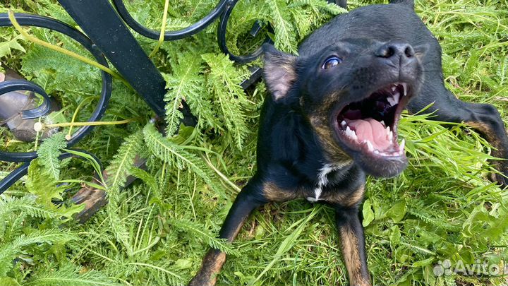 Мини доберман