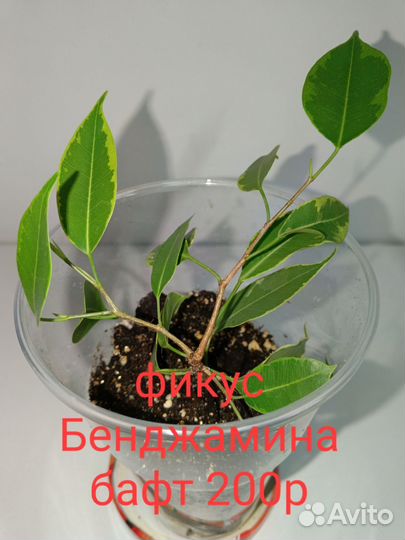 Фикус бенджамина бафт, барок