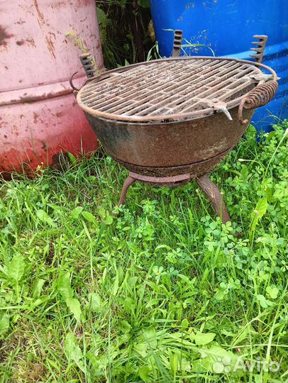 Фикус бенджамина