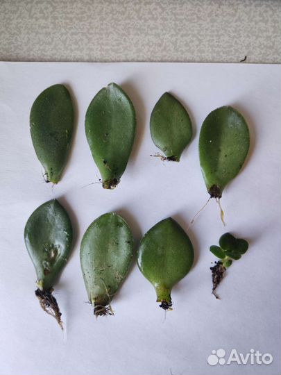 Толстянка детки