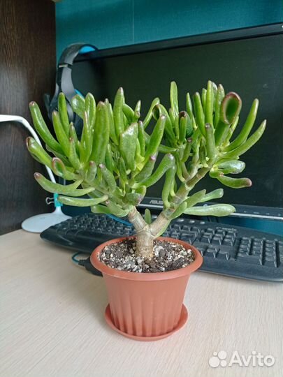 Толстянка хоббит