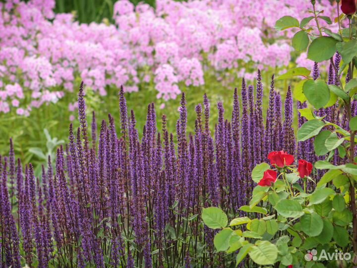 Многолетние растения для сада. Саженцы из питомник