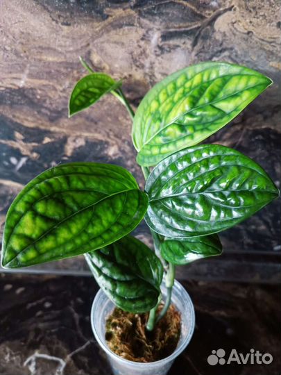 Эпипремнум, сциндапсус