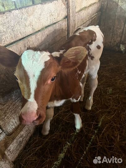 Бычок чистопородный айршир