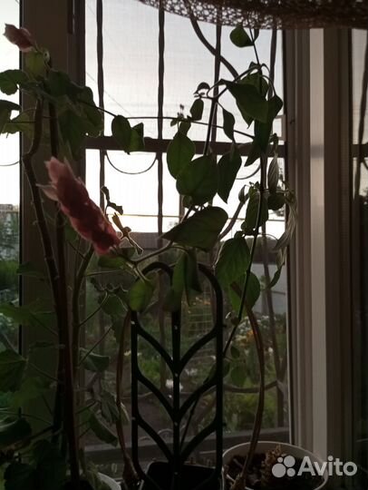 Белопероне