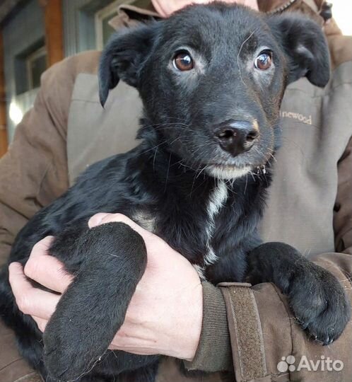 Щенки в дар