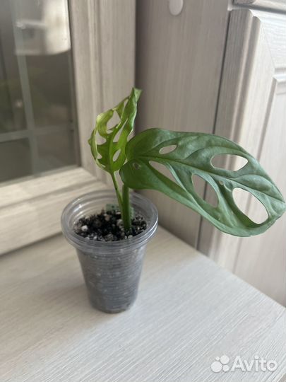 Монстера адансона вариегатная