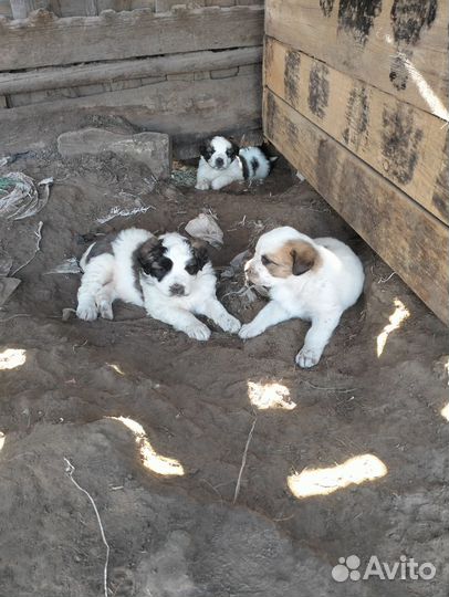 Щенки сербернара