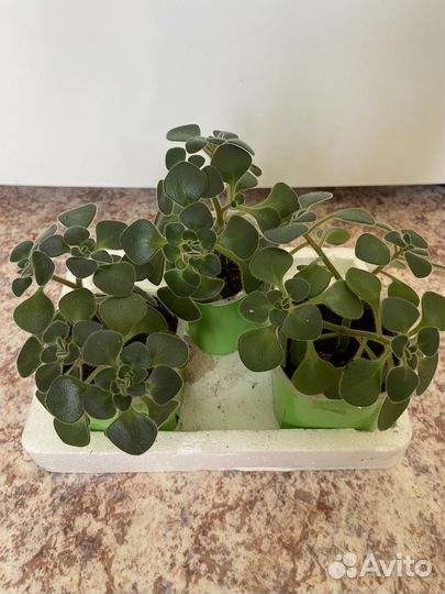 Циперус, фикус, аихризон, декабрист, крассула