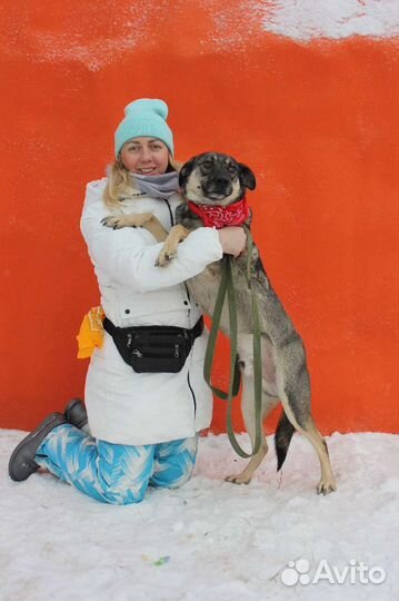 Собака в добрые руки отдам бесплатно