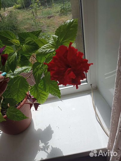 Гибискус китайская роза