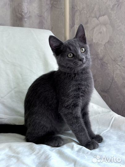 Котенок серенькая девочка (серая, голубая)