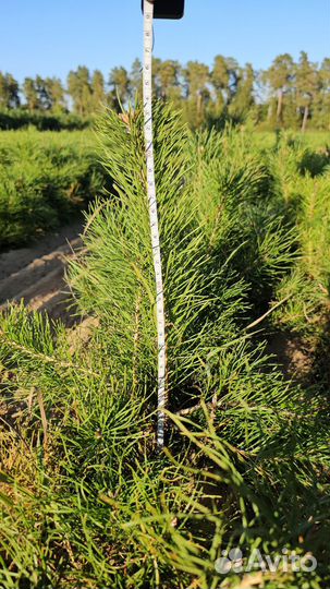 Сеянцы сосны обыкновенной окс от производителя