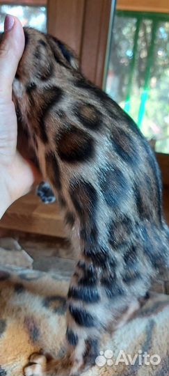 Леопардик бенгальский