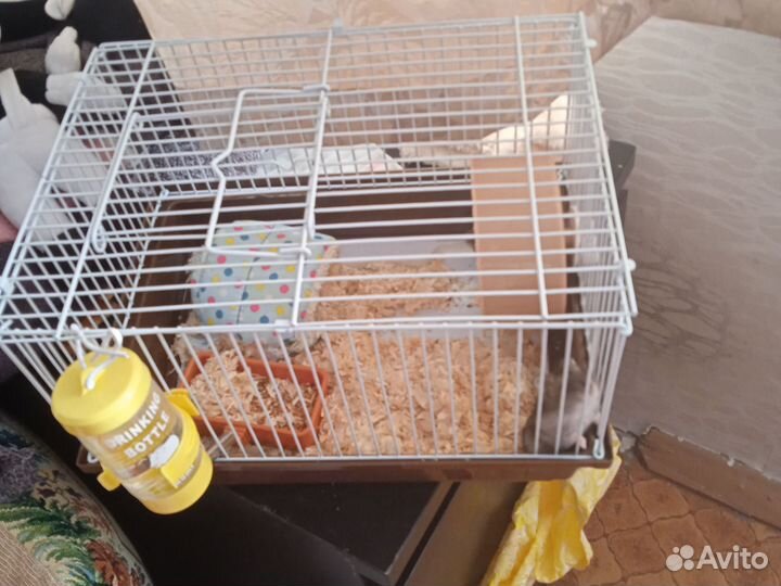 Клетка с хомяками