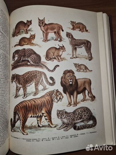 Большая Советская Энциклопедия. Том 13