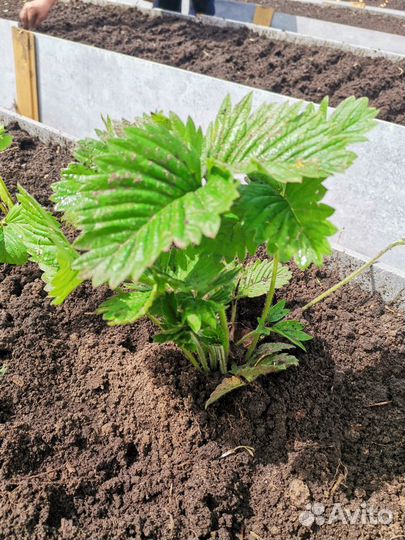 Клубника Фестивальная рассада