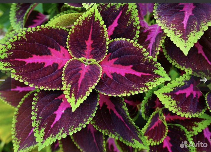 Колеус Крапивка