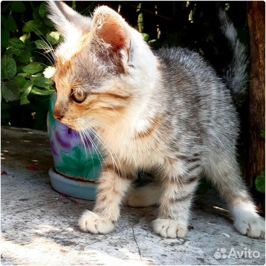 Котенок девочка в дар