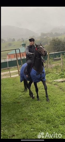 Лошадь Жеребец