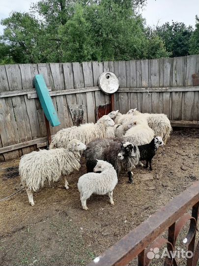 Овцы бараны