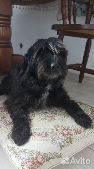 Собака Линси стерильная