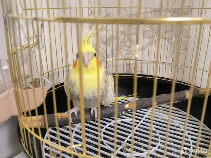 Продам попугая(Карелла)с клеткой