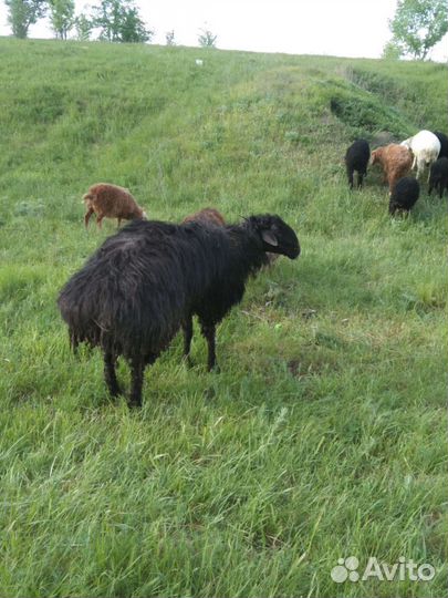 Овцы Бараны ягнята