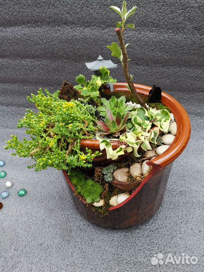 Мини сад Флорариум