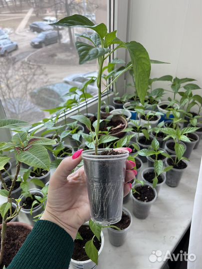 Рассада перца сладкого