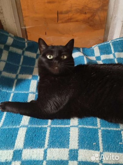 Кошечка Крис в поисках дома