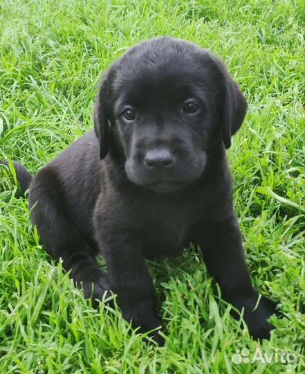 Щенки лабрадора