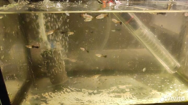 Аквариумные рыбки гуппи