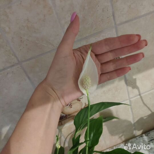 Спатифиллум (quattro)кватро